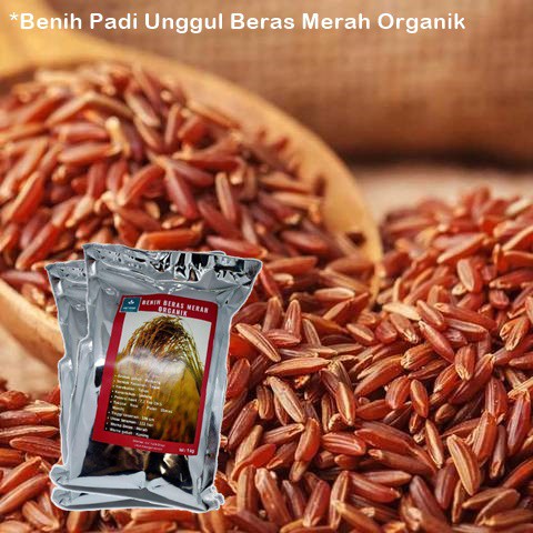 Benih Padi Unggul Beras Merah Organik