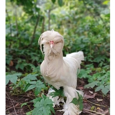 

TELUR AYAM HIAS SULTAN FERTIL ASLI UNTUK DITETASKAN