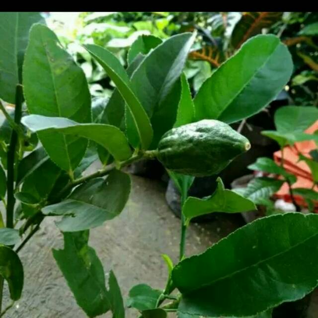 Bibit pohon jeruk pepaya/bibit jeruk pepaya/jeruk pepaya