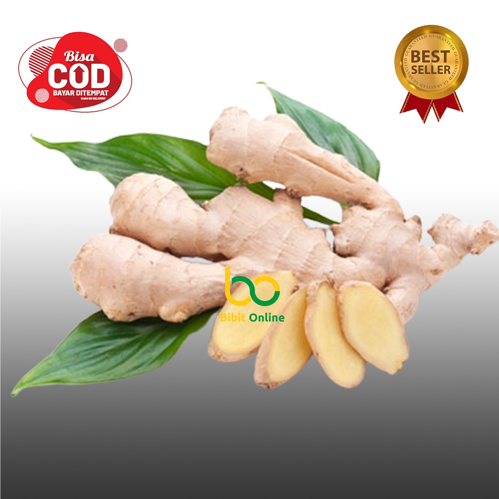 

JAHE EMPRIT kemasan 500 GRAM FRESH bibit online