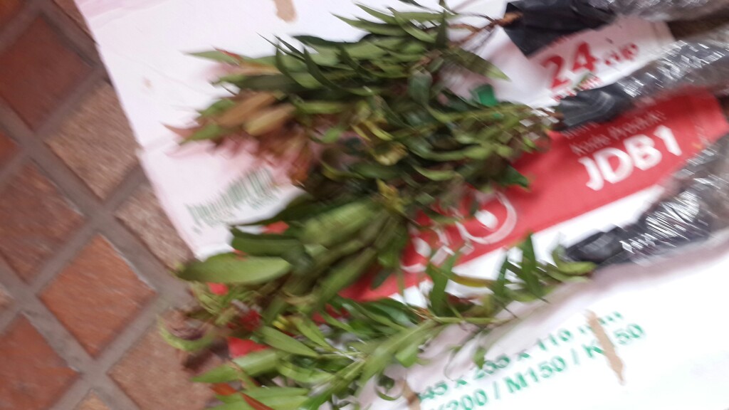 Tanaman Hias Pucuk Merah