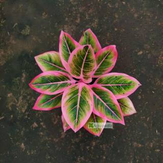 Aglonema WULANDARI Shopee Indonesia Aglonema WULANDARI Shopee Indonesia
