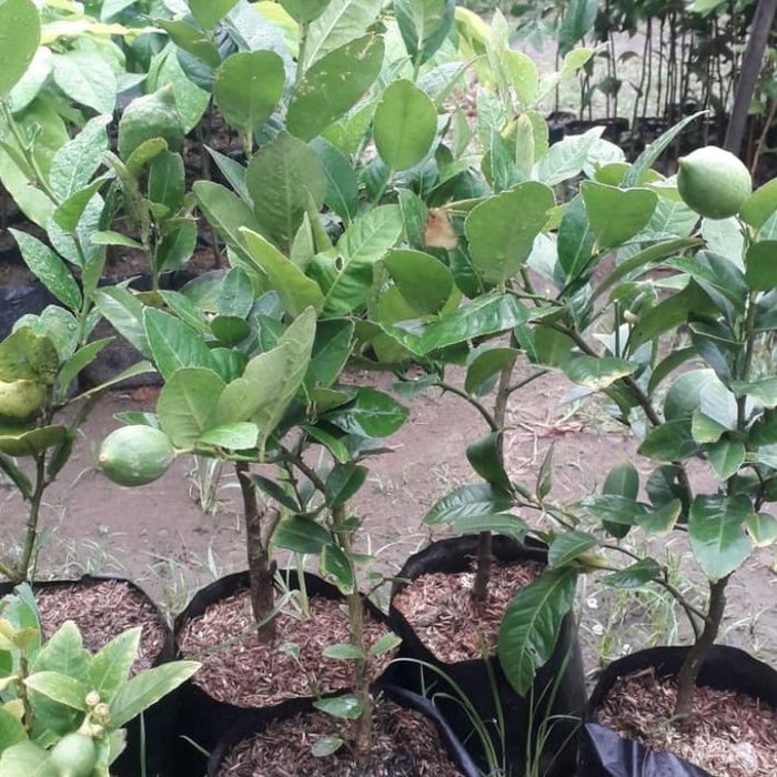 Tanaman jeruk purut/pohon jeruk purut