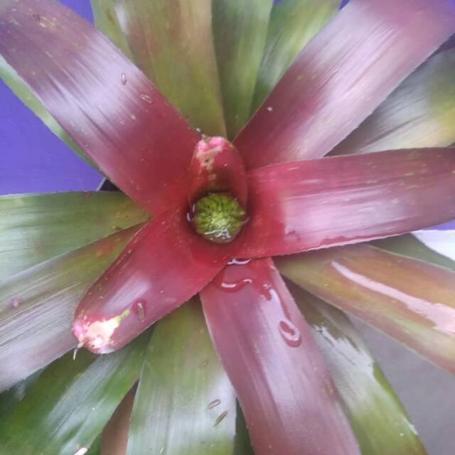 Tanaman Bromelia Merah Besar