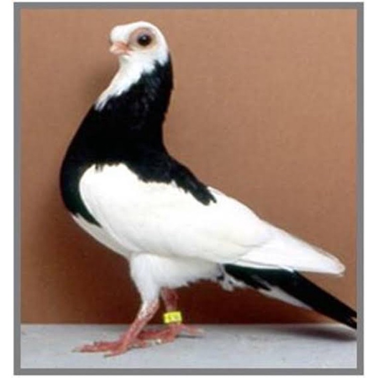 

TELUR FERTIL BURUNG MERPATI WINA UNTUK DI TETASKAN