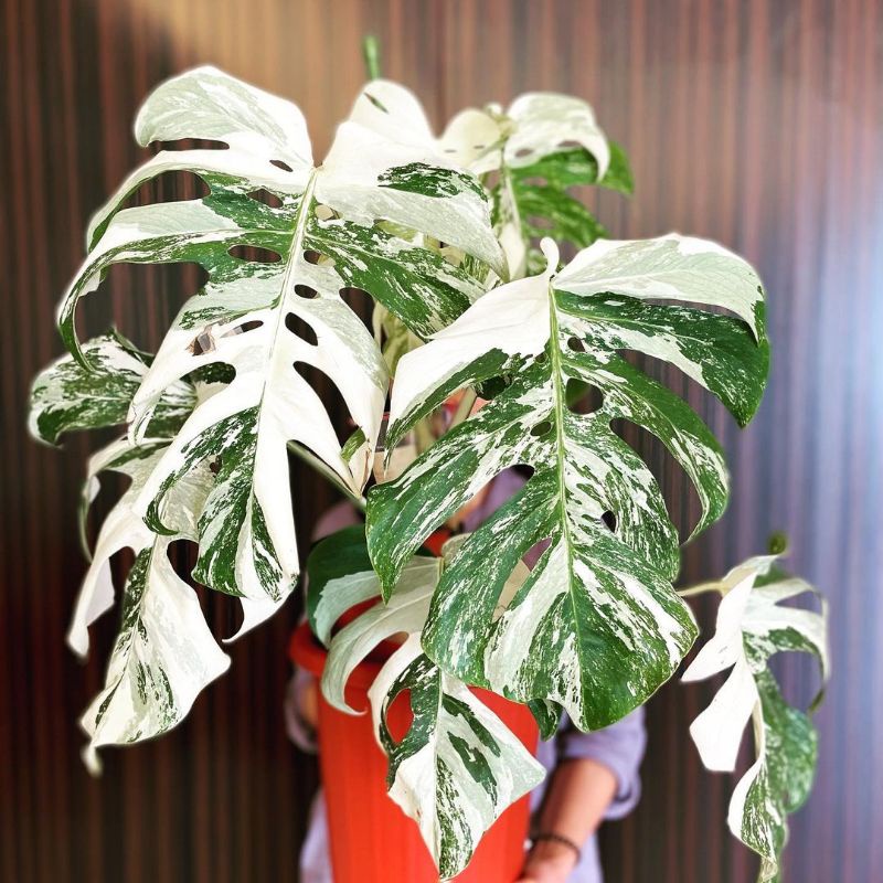 Tanaman Hias Monstera King varigata Bibit/Batang Monstera variegata Kingg