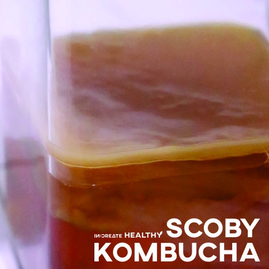 

PREMIUM MURAH - SCOBY STARTER TEH KOMBUCHA