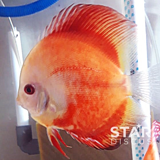 Discus Red Marlboro/Crystal ukuran 4 inch (up) jantan