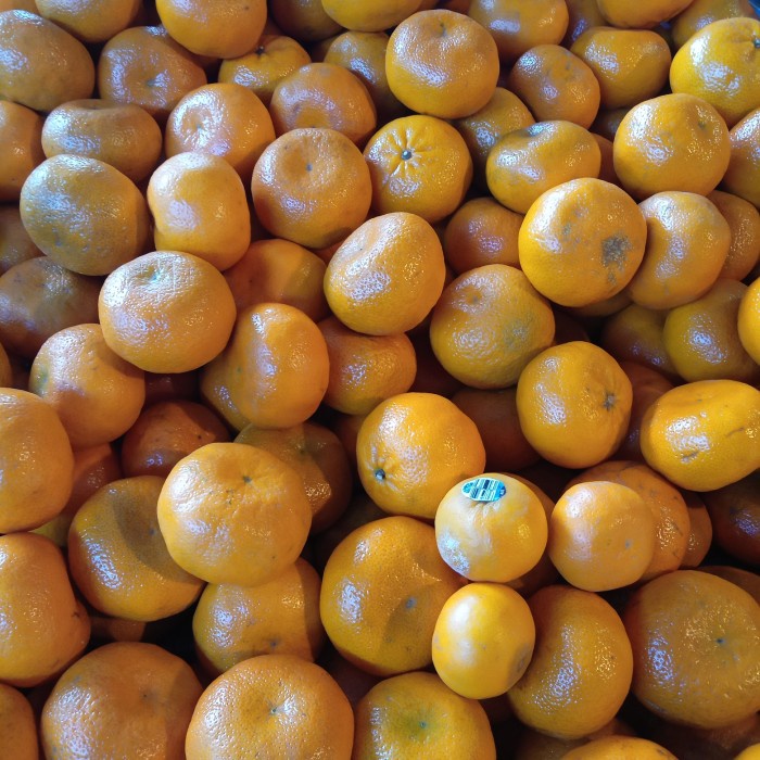 

Jeruk Murcot Argentina 1kg