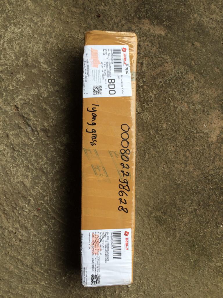 Benih /bibitan Tanaman Hias Philodendron Dragon