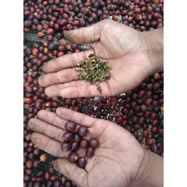 

Natural Arabika Sindoro Temanggung