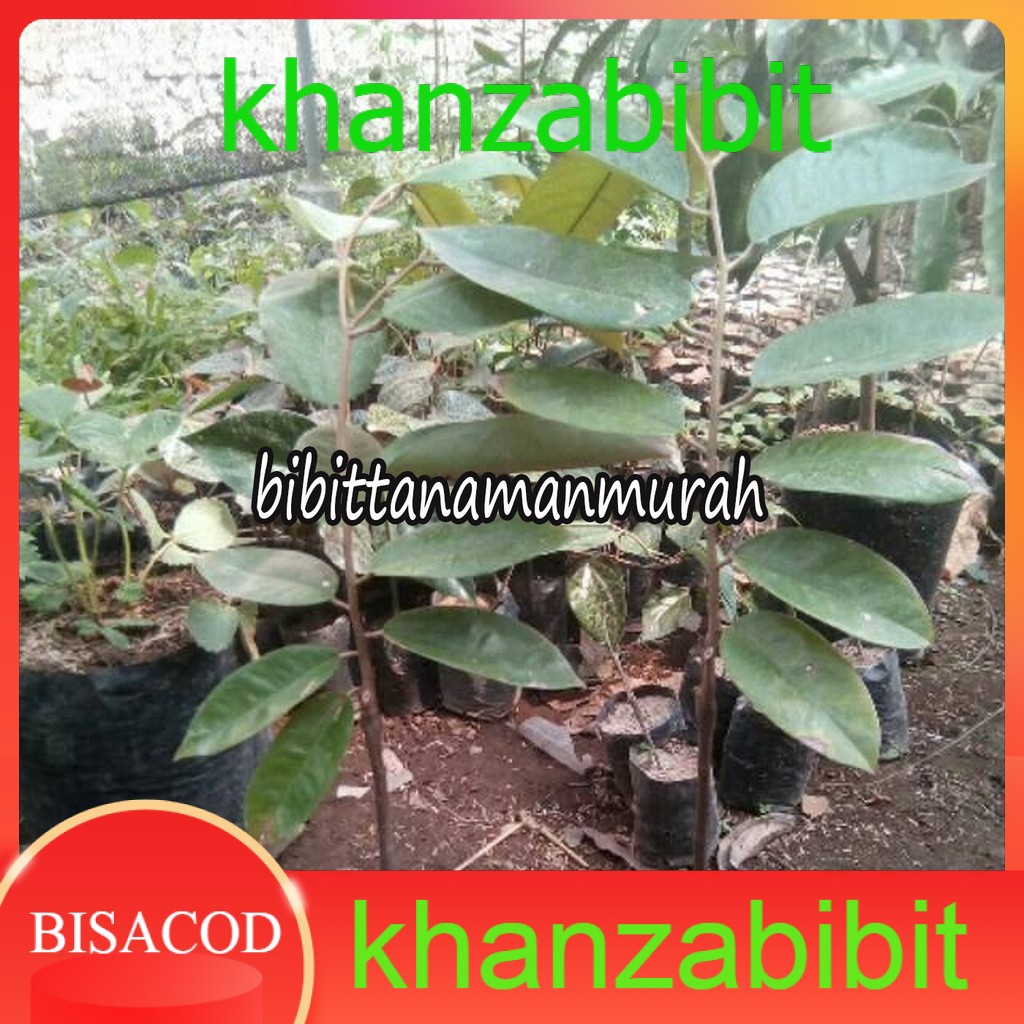 Bibit durian bawor kaki 3 tinggi 1 meter siap tanam