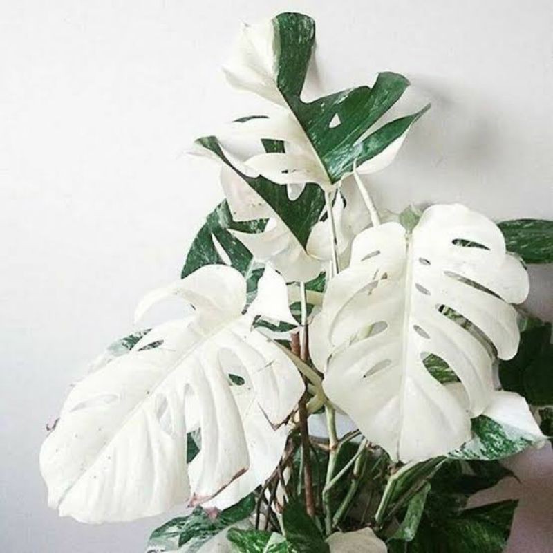 Bonggol Tanaman Monstera Super White Albino Shopee Indonesia
