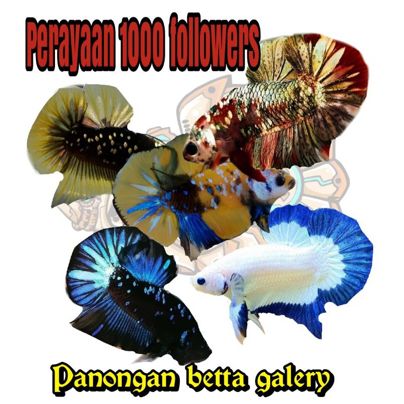 cupang size indukan size M siap breed redkoi Cooper gold bluerim kuncop avatar gordon yellow kuntai