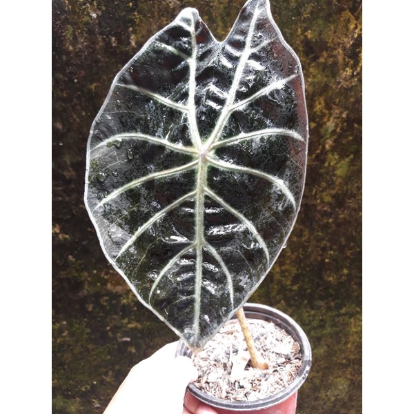 alocasia suhermania dan alocasia yukatan