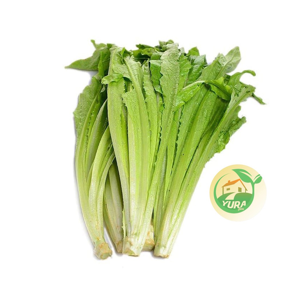 

SIOMAK / SELADA WANGI Organik 100% Sayur Segar Organic