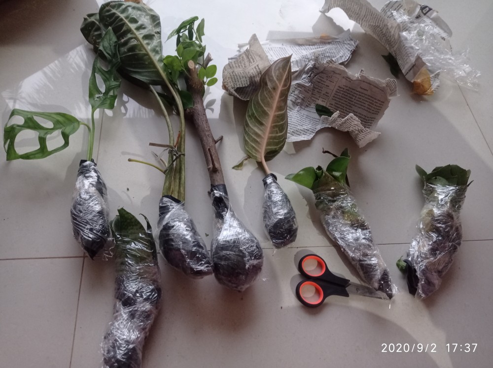 Aglaonema Butterfly - Bibit Aglaonema - Aglaonema - Aglonema Butterfly - Agonema - Bibit Aglonema