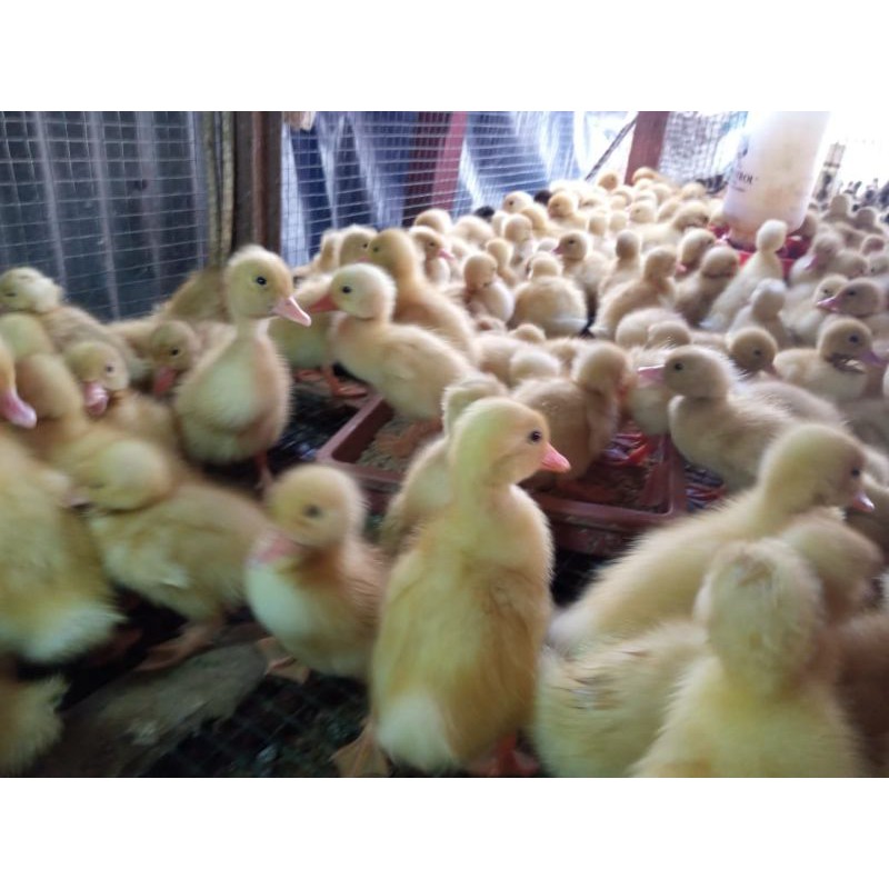 Anak Bebek Peking-Bibit bebek Peking-Anak Bebek Peking