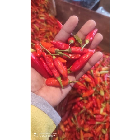 

cabe rawit merah super