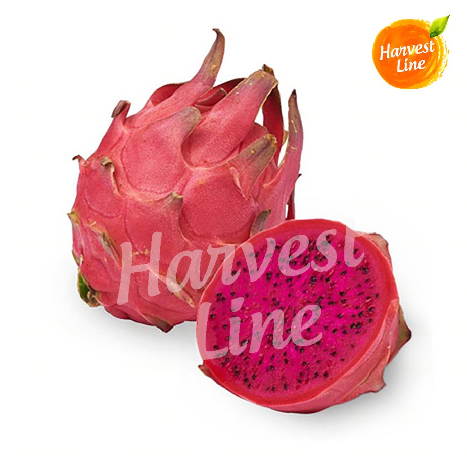 

BUAH NAGA MERAH 1KG JUMBO GRADE AA [HARVEST LINE]