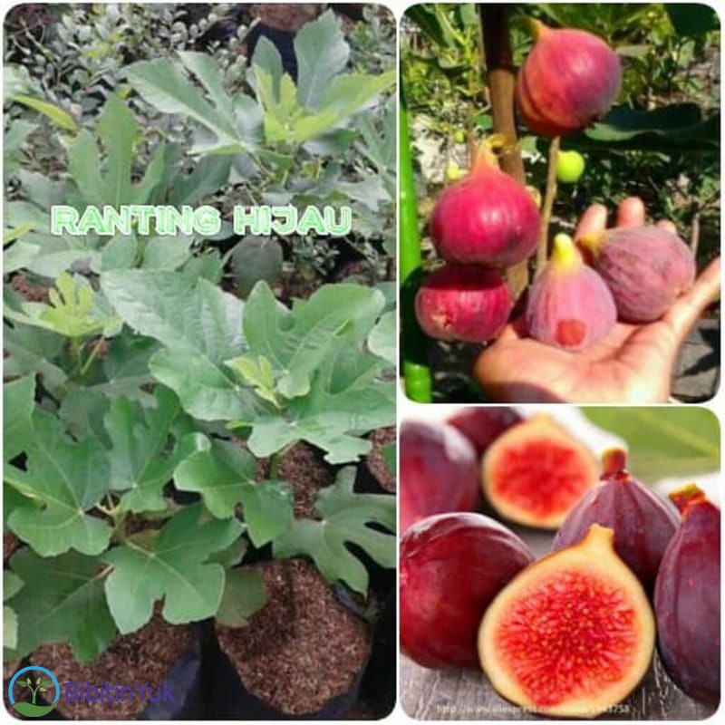 Bibit Buah Tin Merah