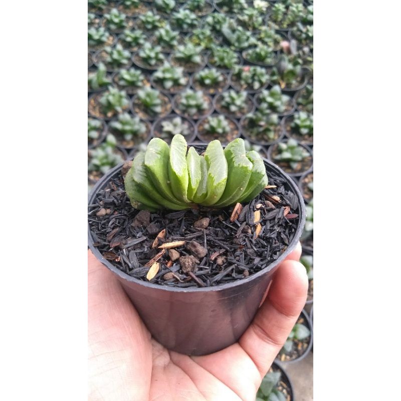 Tanaman euphorbia greenlime