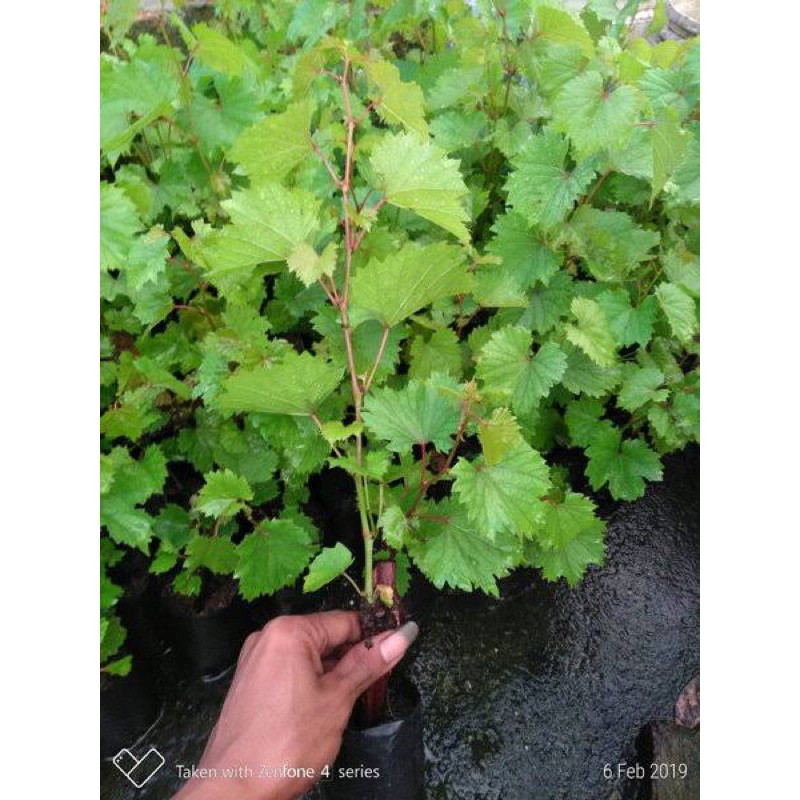 Bibit tanaman pohon anggur bibit anggur tanaman anggur buah anggur