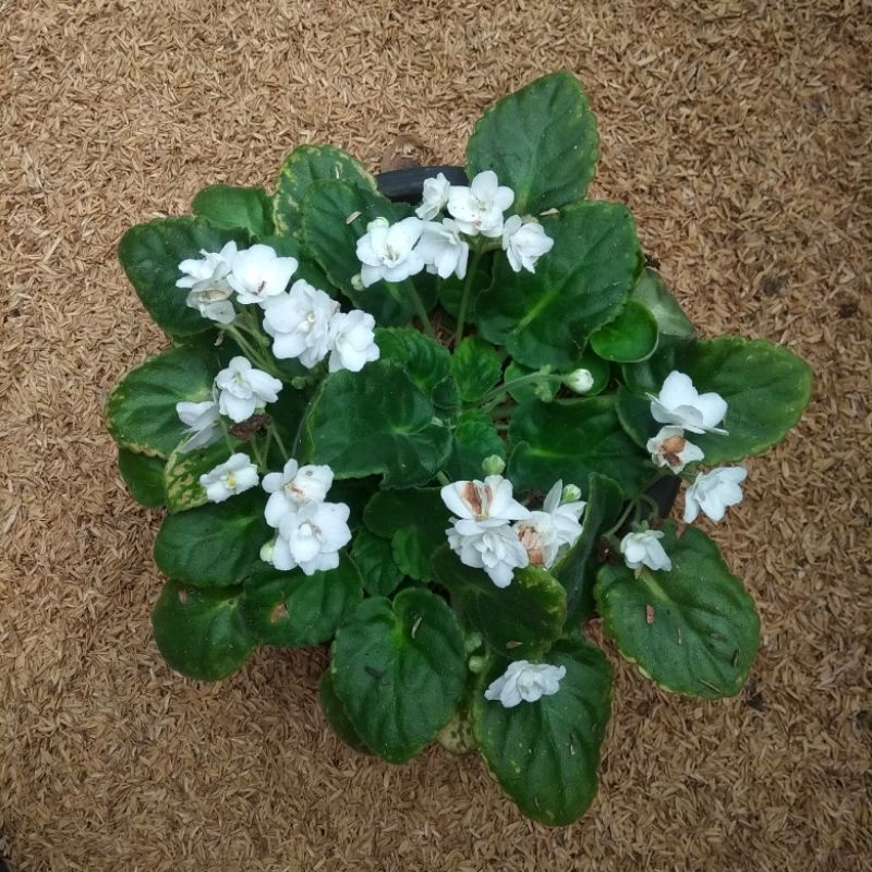 Tanaman Violces Bunga Putih / Bunga Ungu