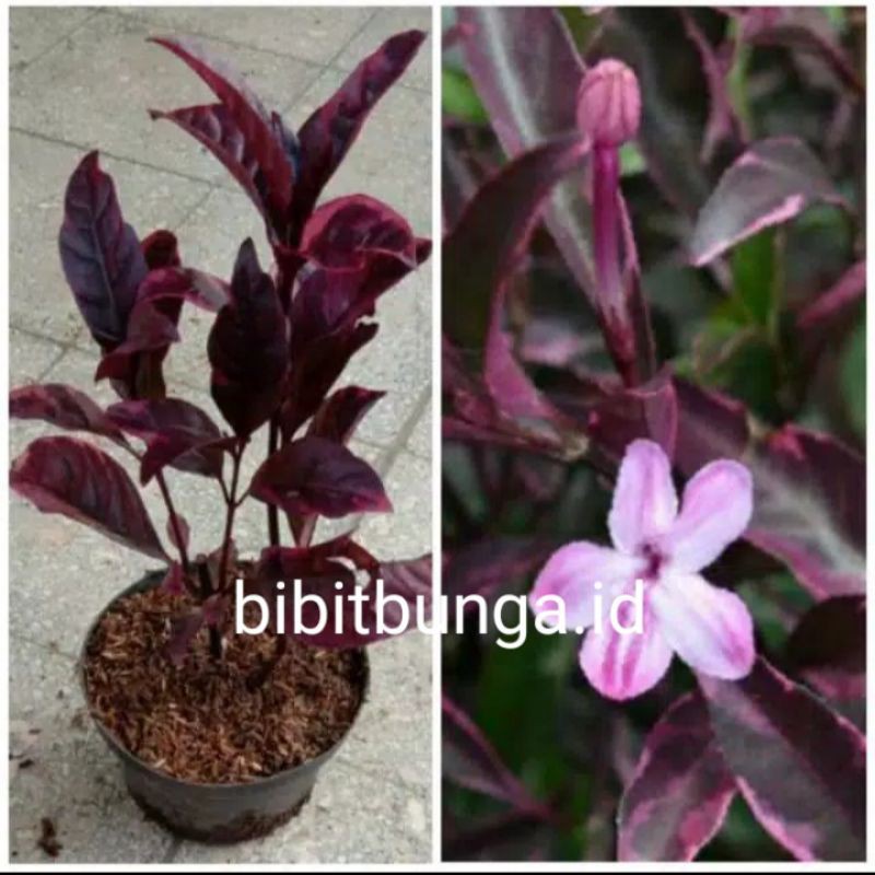 Melati Jepang Variegata Ungu Bibit Tanaman Hias Bunga Jasmine Varigata Shopee Indonesia