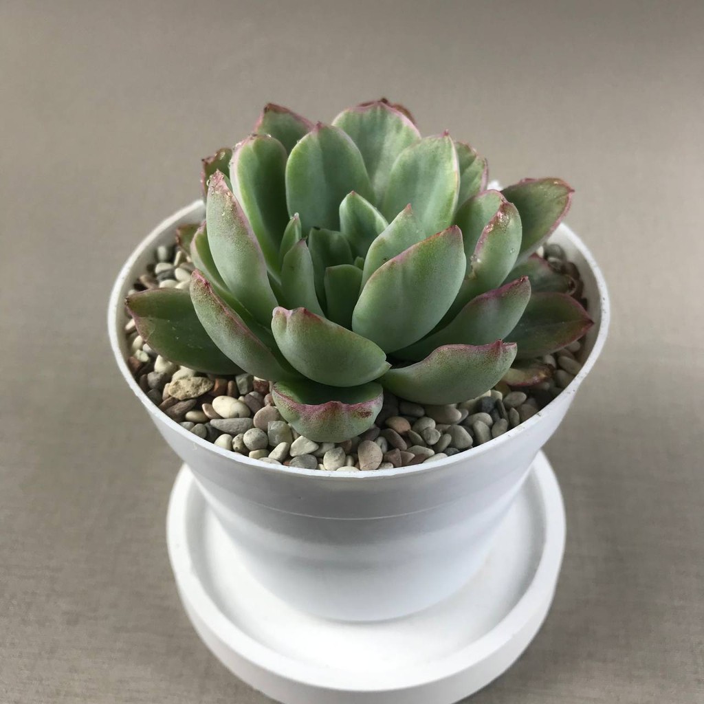 Kaktus Sukulen (Echeveria Lemon &amp; Lime Var) Tanaman Hias Hidup