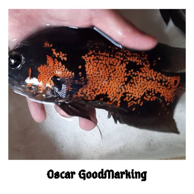 Hiasan Aquarium Ikan Hias Oscar Good Marking Ikan Hias Ikan Predator