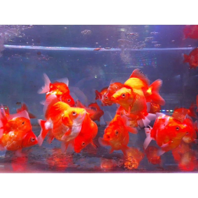 Mas Koki Ryukin Grosir