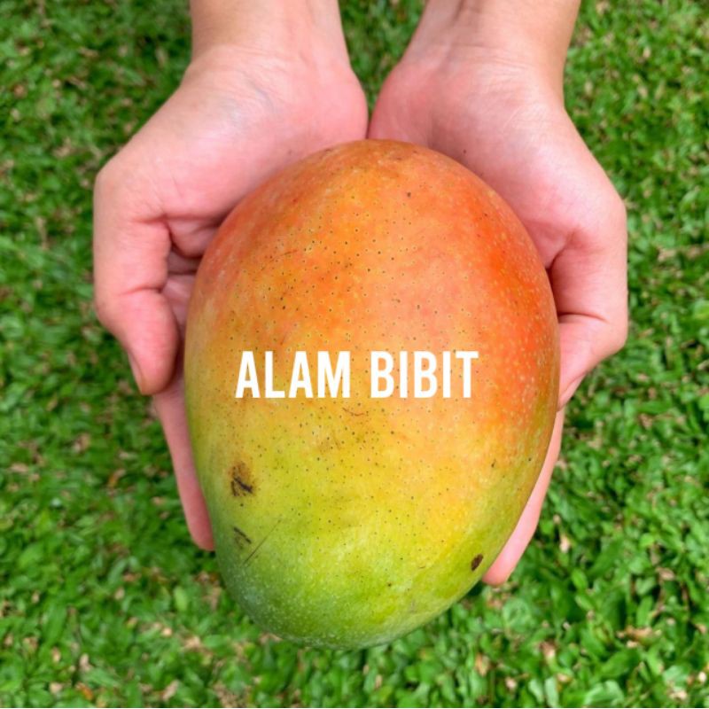 BIBIT MANGGA BRAZIL OKULASI (COCOK DI TANAM POT)