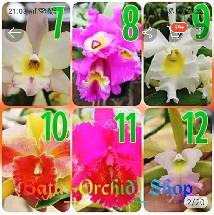 Bibit Anggrek Dendro - Dendrobium Seedling Hybrid