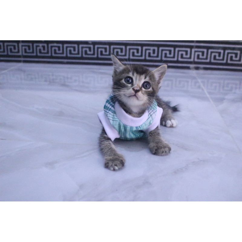 Kaos rumahan motif lucu #0211 untuk kucing dan anjing / baju kucing murah size S M L XL