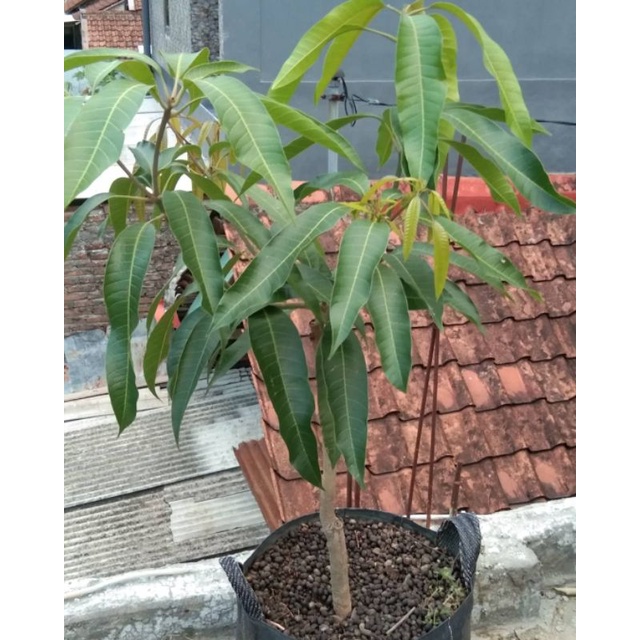 Bibit mangga yuwen seri 6
