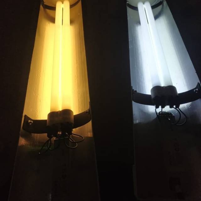 lampu tanning Arwana dan louhan