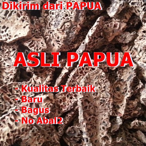 Sarang Semut Putih Asli Papua Kualitas Terbaik Harga Termurah Pengobatan Herbal Bukan abal abal