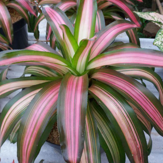 Afandi Flora tanaman bunga Hias Bromelia Three color