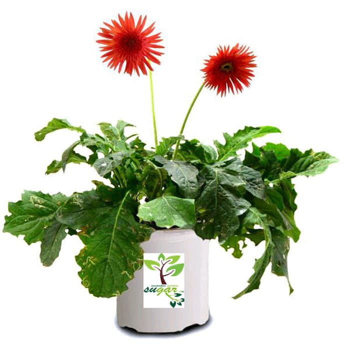 tanaman bunga Gerbera merah / hebras