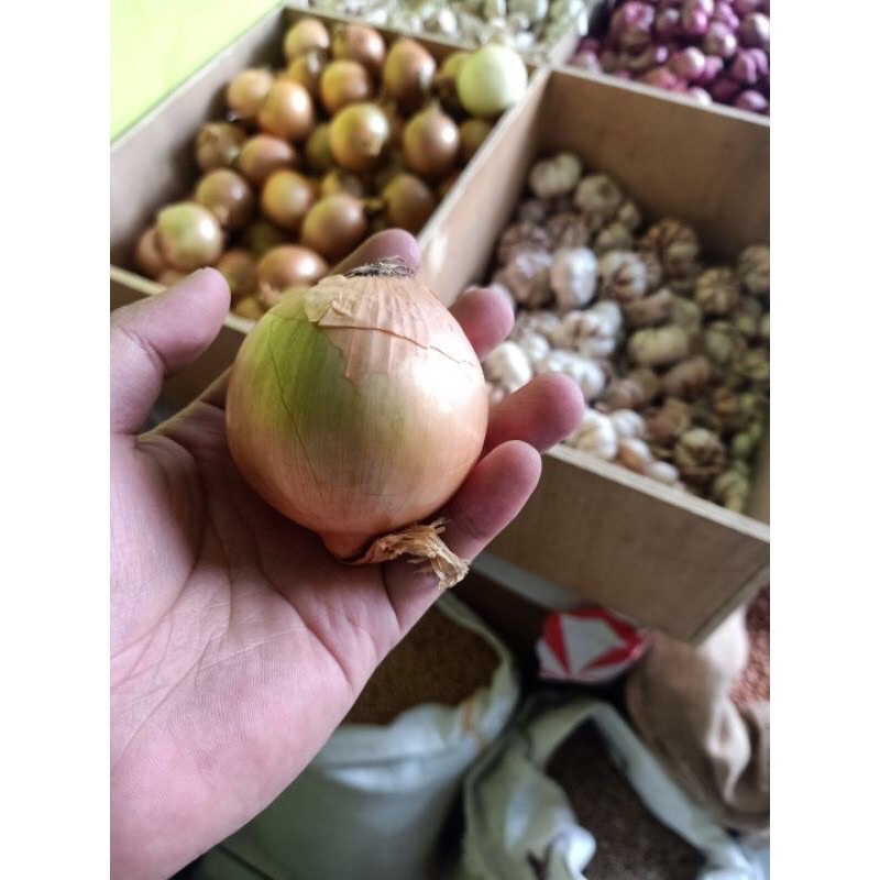 Bawang Bombay bombai 1 kg 2 Ukuran Jumbo Dan Kecil kilo Import New Zealand