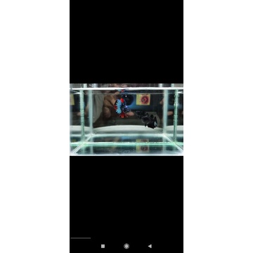 Avatar, PKDT candy, PKDT Wp