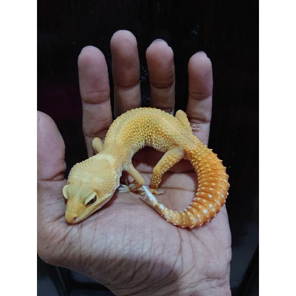 Mainan Leopard Gecko Sunglow