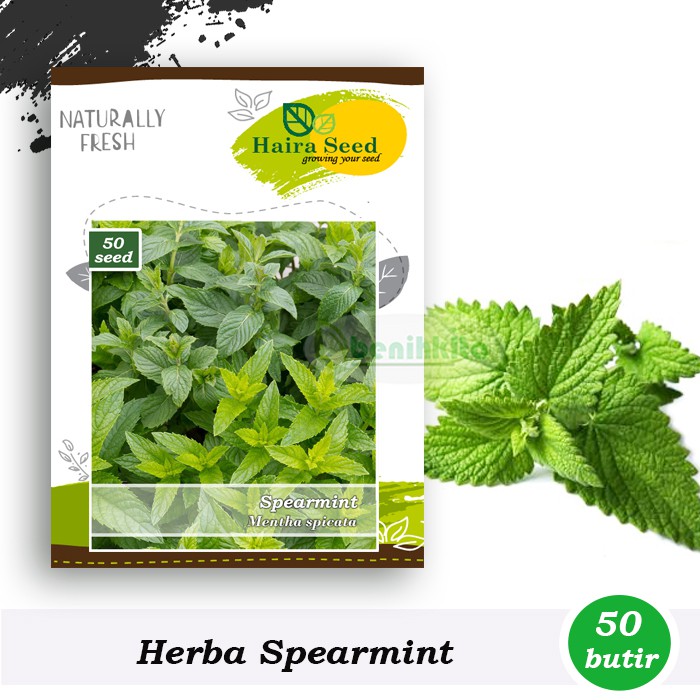 Benih-Bibit Herb Spearmint (Haira Seed)