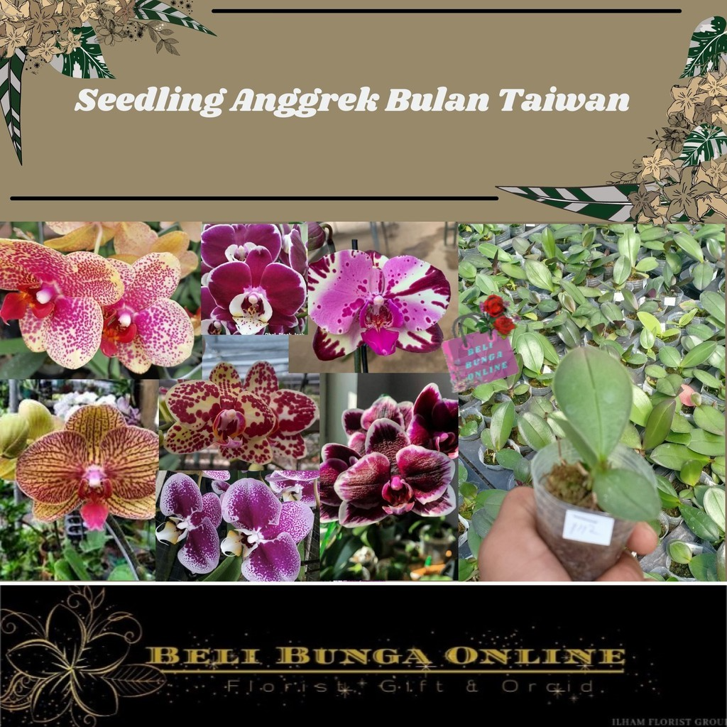 Grosir Bibit Anggrek Bulan Taiwan - Seedling
