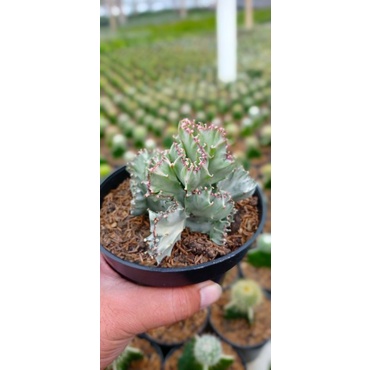 euphorbia lactea putih pot 12cm