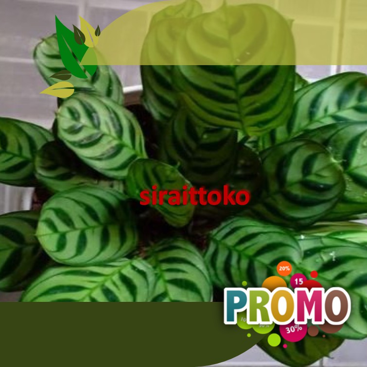 Jual Tanaman Hias Calathea Sepat Maranti Sepat Kalatea Stromata Calathea Burle Marx Calathea