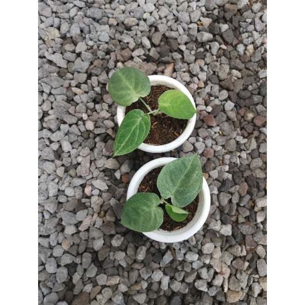 syngonium frosted heart real pict