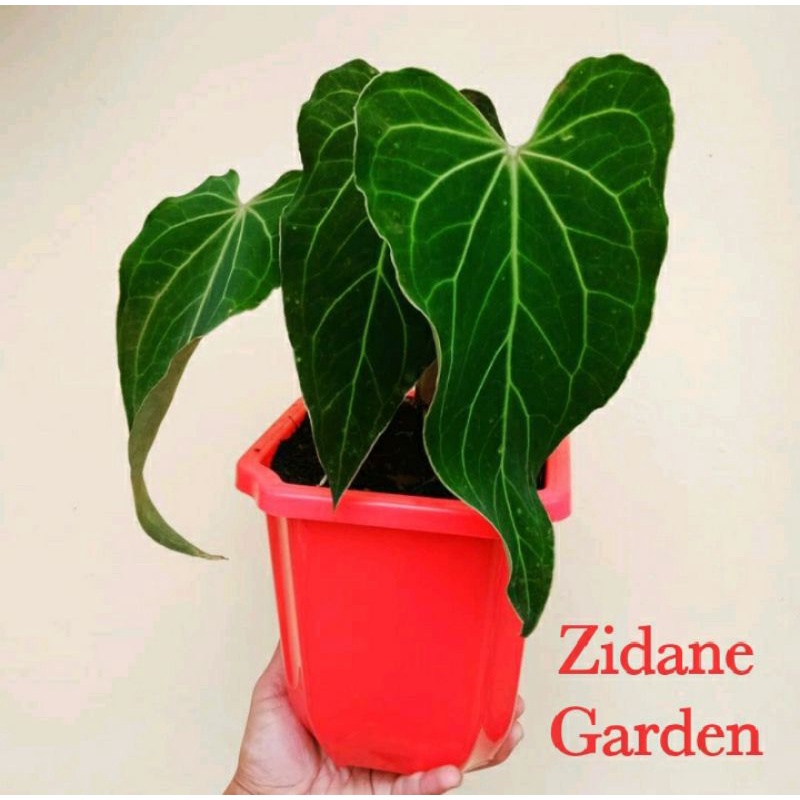 anthurium papillaminum x magnificum