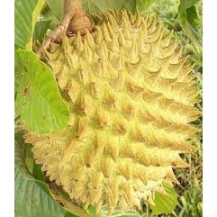 Bibit srikaya biriba/bibit berkualitas